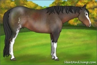 Horse Color:White Spotted Liver Chestnut Sabino 
