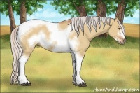 Horse Color:Silver Bay Dun Sabino Tobiano Frame Rabicano 