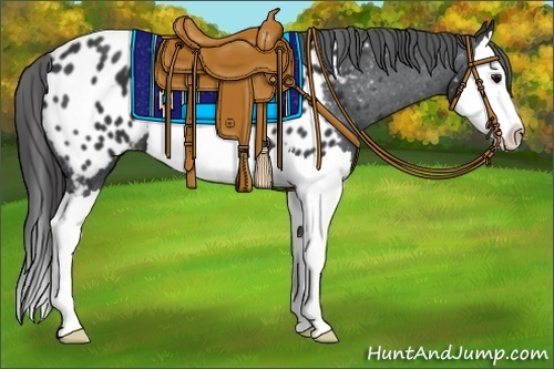 Horse Color:Black Splash Appaloosa 