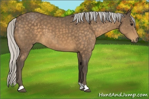 Horse Color:Silver Buckskin 