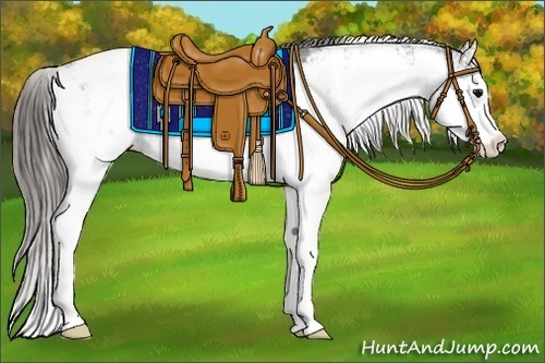 Horse Color:Grullo Sabino Appaloosa 