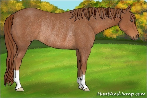 Horse Color:Chestnut Rabicano 