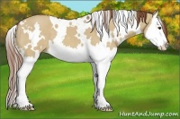 Horse Color:White Spotted Red Dun Splash 