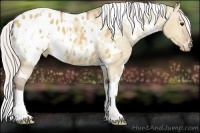 Horse Color:White Spotted Silver Bay Dun Appaloosa