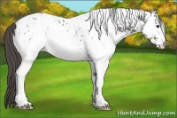 Horse Color:White Spotted Grullo Appaloosa 