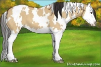Horse Color:White Spotted Bay Dun Splash 