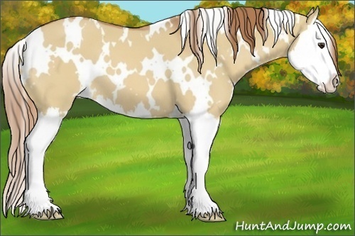 Horse Color:White Spotted Red Dun Splash 