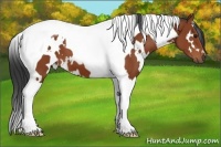 Horse Color:White Spotted Bay Tobiano