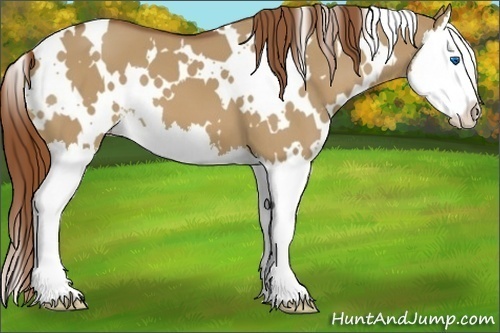 Horse Color:White Spotted Red Dun Splash