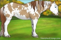 Horse Color:White Spotted Red Dun Splash 