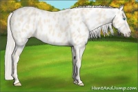Horse Color:Cremello Near Leopard 