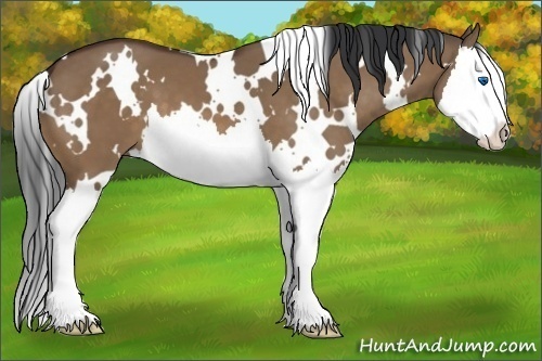 Horse Color:White Spotted Brown Dun Splash