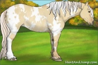 Horse Color:White Spotted Palomino Dun Rabicano