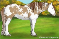 Horse Color:White Spotted Red Dun Splash 