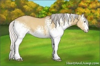 Horse Color:White Spotted Silver Bay Dun
