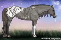 Horse Color:Grullo Appaloosa 