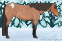 Horse Color:Bay Roan Varnish