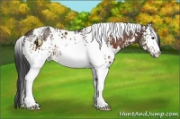 Horse Color:White Spotted Brown 