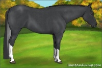 Horse Color:Blue Roan Tobiano