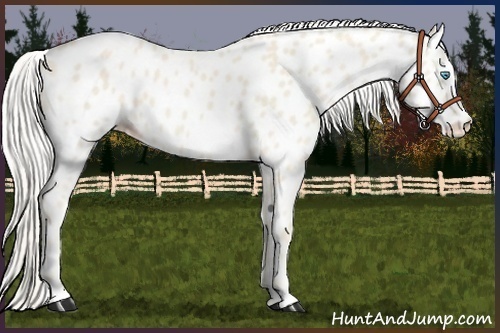 Horse Color:Cremello Near Leopard 