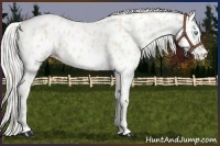 Horse Color:Cremello Near Leopard 
