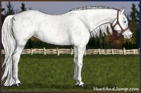Horse Color:Cremello Leopard