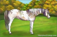 Horse Color:Nacre Buckskin Onyx Tobiano