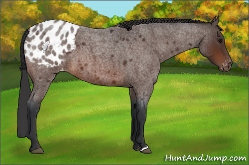 Horse Color:Brown Roan Varnish 