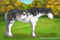 Horse Color:Brown Sabino 