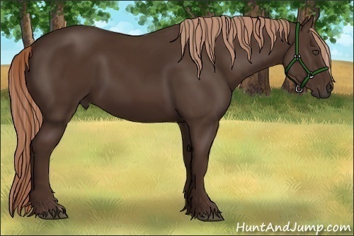 Horse Color:Liver Chestnut 
