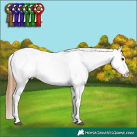 Horse Color:Bay Snowcap 