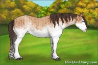 Horse Color:White Spotted Bay Roan Splash  and White Spotted Amber Champagne Roan Splash 