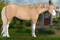 Horse Color:Gold Champagne Splash 