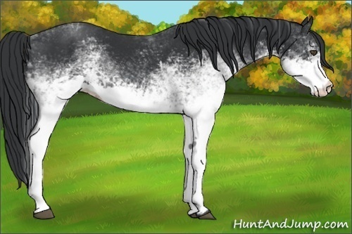 Horse Color:White Spotted Black 