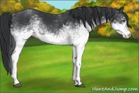 Horse Color:White Spotted Black