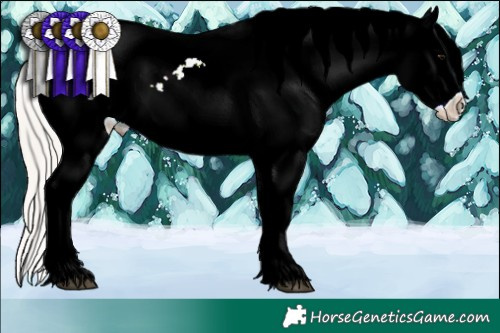 Horse Color:Silver Black Ice Appaloosa 