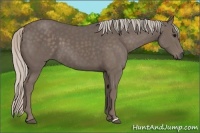 Horse Color:Silver Black