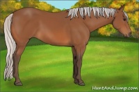 Horse Color:Silver Bay