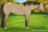 Horse Color:Liver Red Dun 