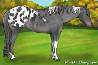 Horse Color:Black Tobiano Blanket