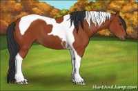 Horse Color:Bay Tobiano 
