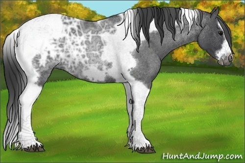 Horse Color:Blue Ice Roan Splash Tobiano Frame