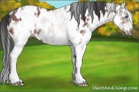 Horse Color:White Spotted Bay Ice Splash Frame Near Leopard 