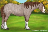 Horse Color:Red Ice Roan Sabino Splash 