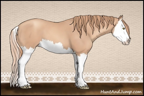 Horse Color:Gold Champagne Splash 