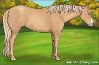 Horse Color:Gold Champagne Splash