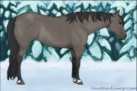 Horse Color:Grullo Rabicano 