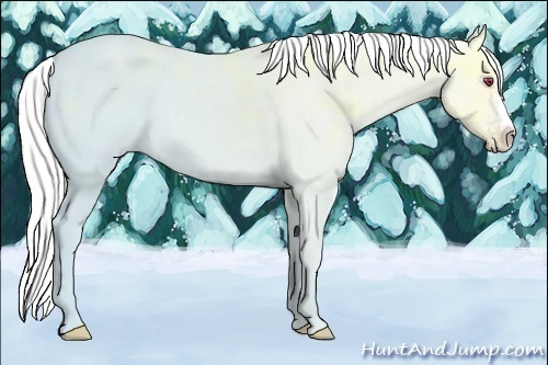Horse Color:Gold Champagne Chinchilla Ice Splash 