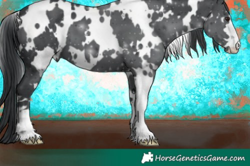 Horse Color:White Spotted Black Chinchilla