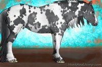 Horse Color:White Spotted Black Chinchilla 